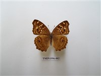 藏品(鱗紋眼蛺蝶)的圖片